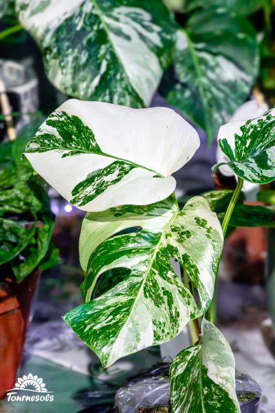 Plante d'intérieur Monsera Variegata avec ses feuilles panachées vertes et blanches pour décoration naturelle